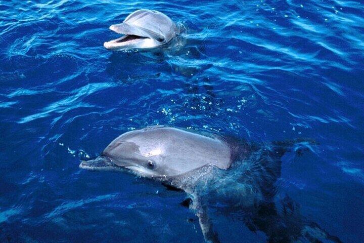 Dolphin House Snorkeling VIP Boat Trip & Lunch / Hurghada