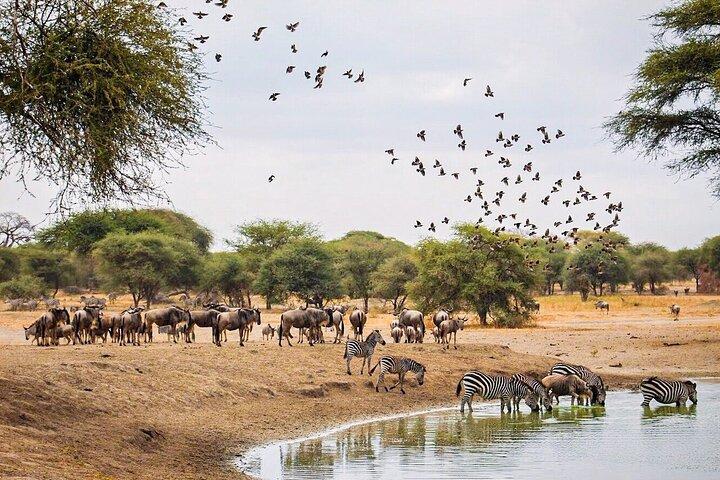 14 Days Kenya Wildlfe Safari and Beach Holiday