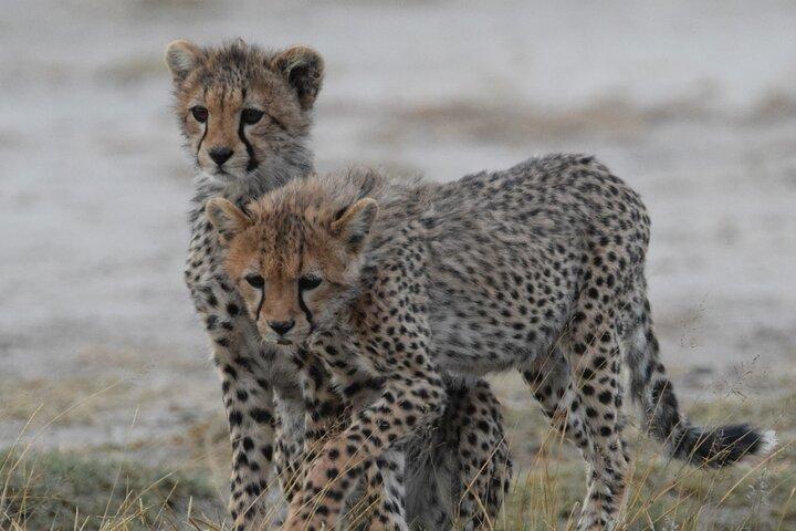 4 Day Tanzania Safari: Tarangire, Serengeti and Ngorongoro Crater