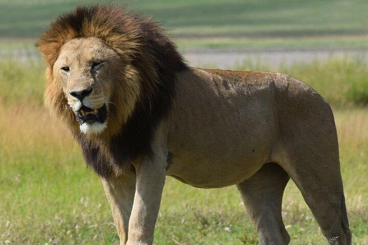4 Day Tanzania Safari: Tarangire, Serengeti and Ngorongoro Crater