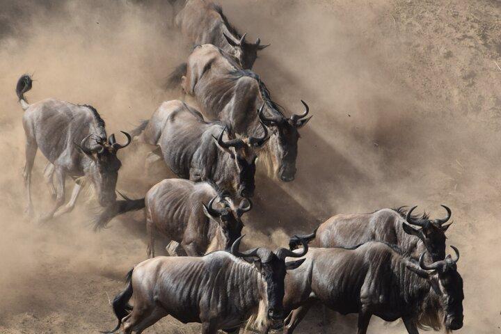 4 Day Tanzania Safari: Tarangire, Serengeti and Ngorongoro Crater