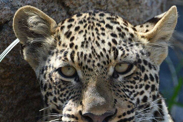 4 Day Tanzania Safari: Tarangire, Serengeti and Ngorongoro Crater
