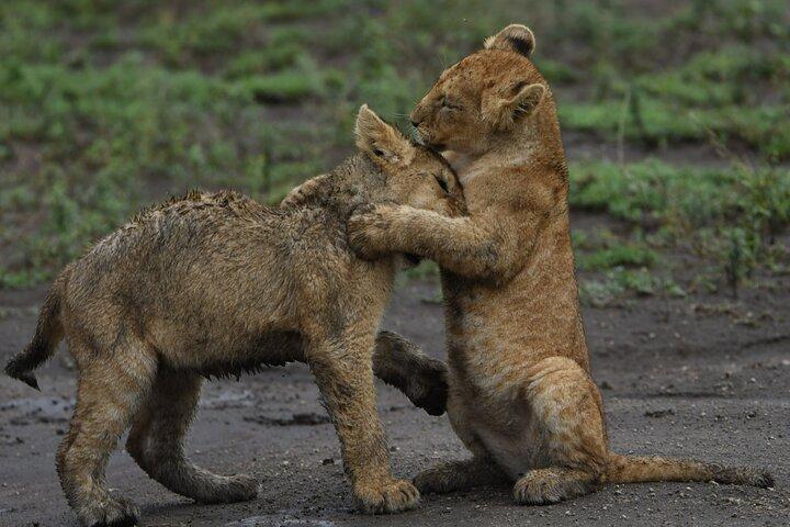 4 Day Tanzania Safari: Tarangire, Serengeti and Ngorongoro Crater
