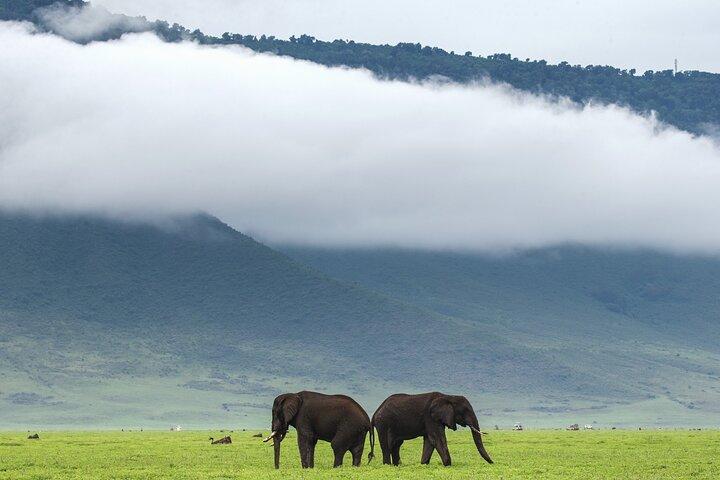 7 Day Budget Safari Adventure in Northern Circuit