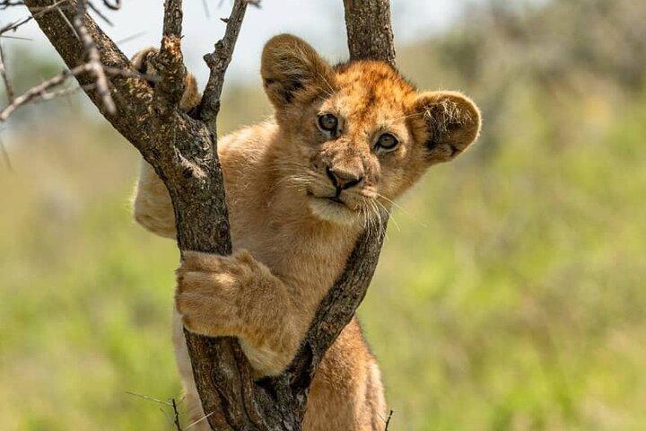 Day Trip Safari in Ngorongoro crater
