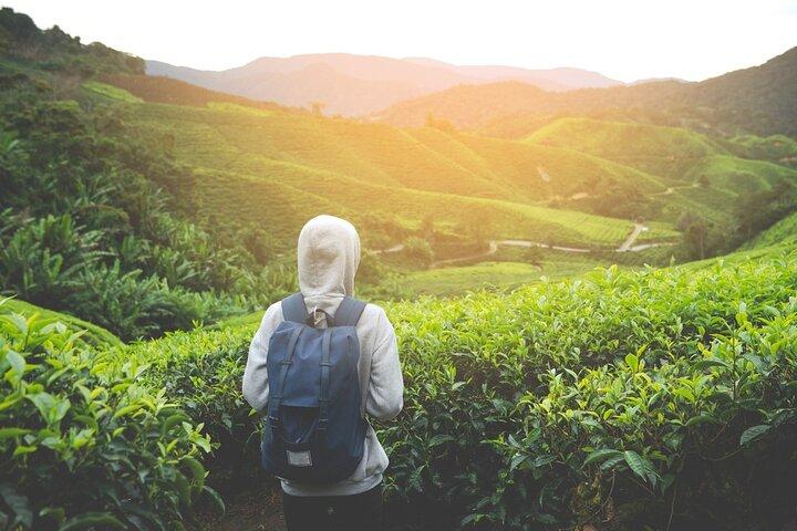 Private Nature Trip to Cameron Highlands from Kuala Lumpur