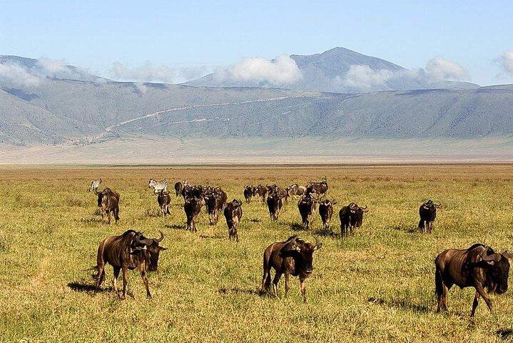 4 Day Safari in Serengeti, Ngorongoro and Tarangire National Park