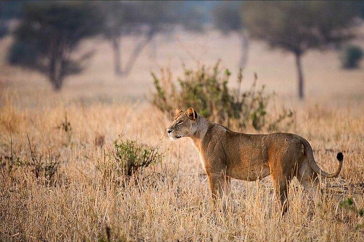 4 Day Safari in Serengeti, Ngorongoro and Tarangire National Park