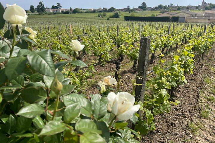 From Bordeaux Half day in Saint-Émilion: Village + Castle