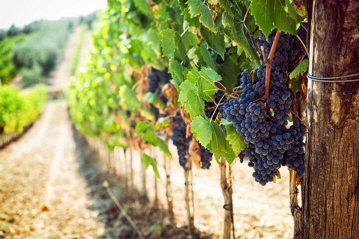 Half Day Escape to Chianti: Taste the Heart of Tuscany