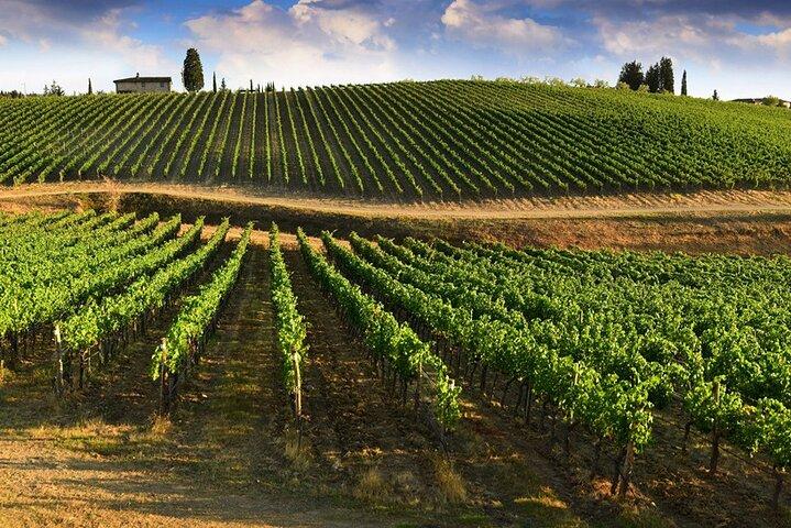Half Day Escape to Chianti: Taste the Heart of Tuscany