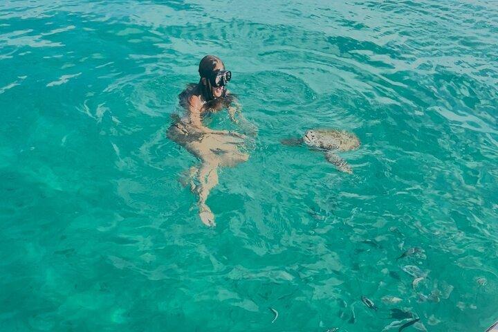 Wild Turtles & Shipwreck Snorkeling Cruise Experience In Barbados