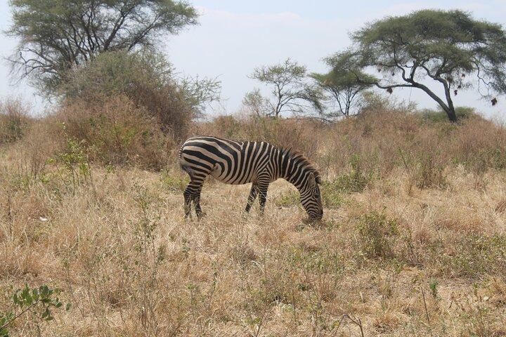 Full Day Tarangire Safari with Maasai Village Visit