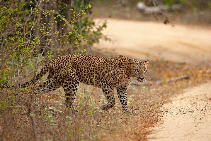 Yala National Park Safari Tours -Half Day & Full Day