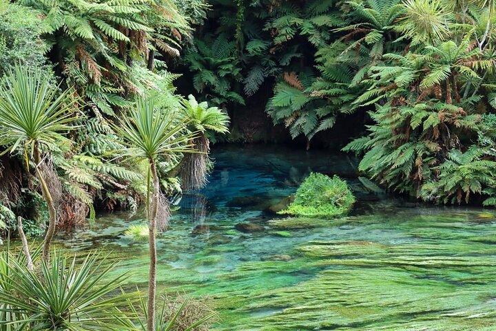 Hobbiton Movie Set & Blue Springs: Private Tour from Auckland