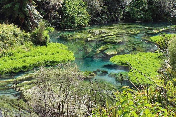 Hobbiton Movie Set & Blue Springs: Private Tour from Auckland