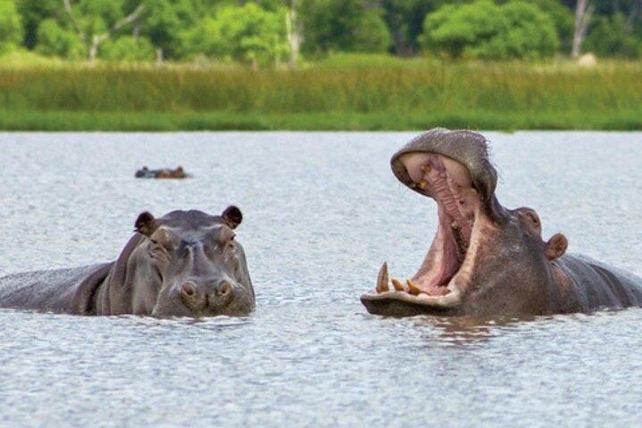 Chobe Full Day Safari with Buffet Lunch from Livingstone