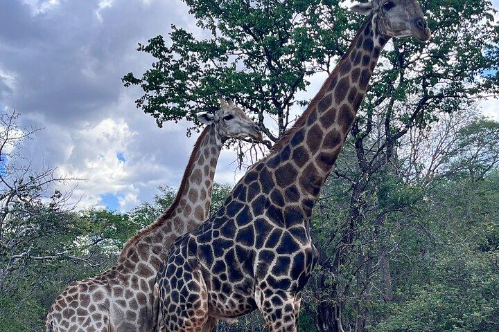 Chobe Full Day Safari with Buffet Lunch from Livingstone