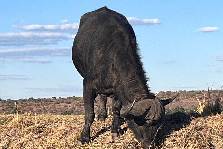 Chobe Full Day Safari with Buffet Lunch from Livingstone