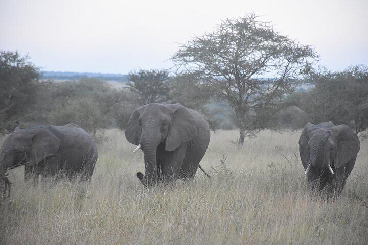 4 Days Mixed Safari to Tarangire, Serengeti & Ngorongoro Crater