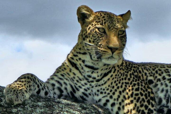 8 Days Luxury Safari in Tarangire, Serengeti and Ngorongoro