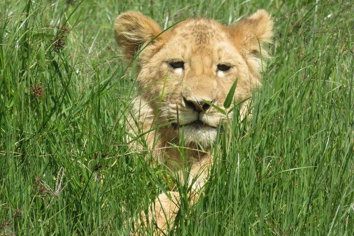 8 Days Luxury Safari in Tarangire, Serengeti and Ngorongoro