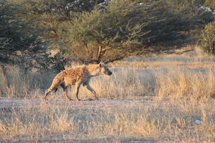 7-Day Okavango Delta & Moremi Safari from Maun – All-Inclusive