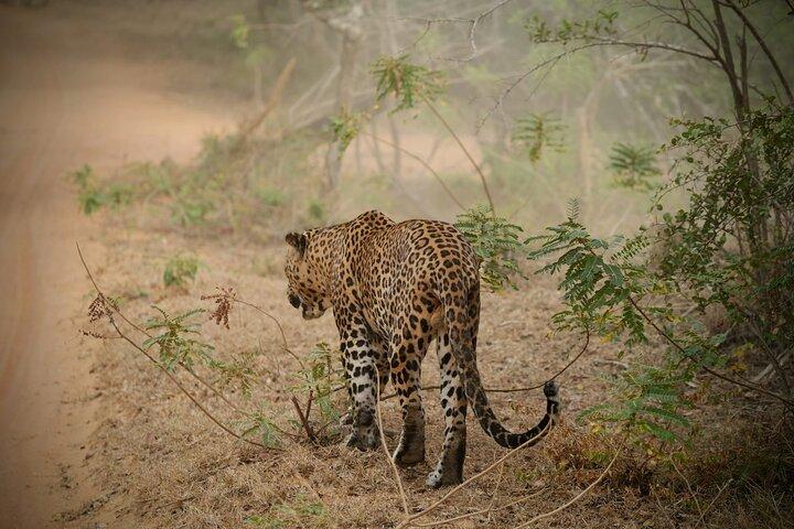 Private Multi Day Sri Lanka Tour with Chauffeur