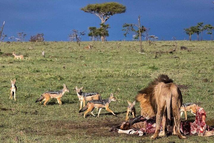 8 Day Perfect Tanzanian Safari Explore Northern Circuit