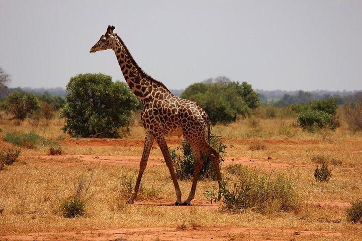 Nairobi Day Trip to Amboseli National Park and Maasai Village