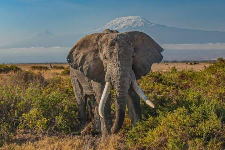 Nairobi: Day Trip to Amboseli National Park + Maasai Village
