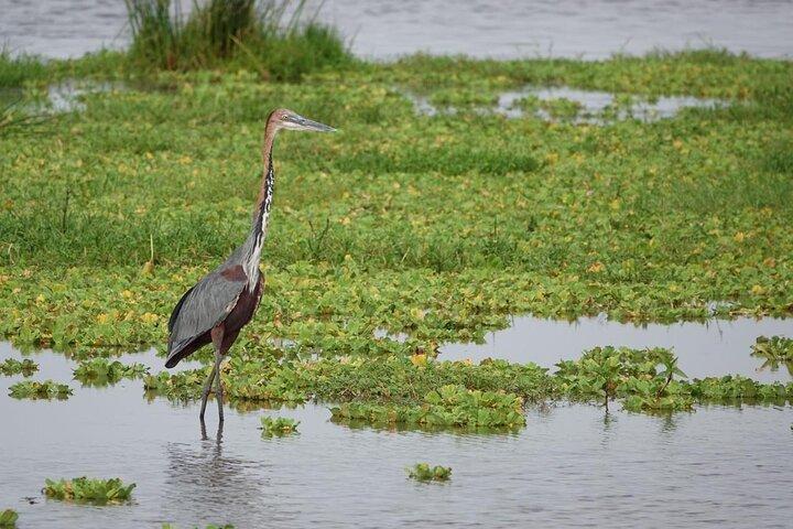 Nairobi Day Trip to Amboseli National Park and Maasai Village