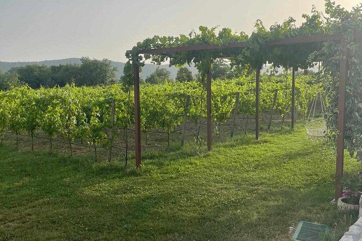 Konavle Tradition & Vines: Vodopic Winery Journey