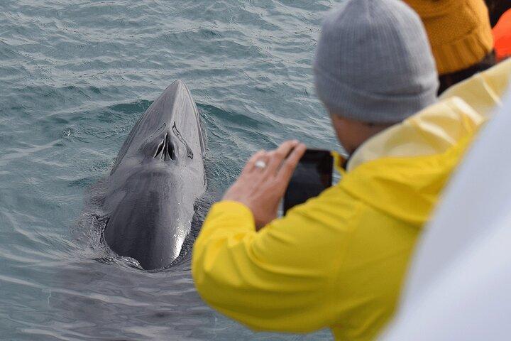 Húsavík: Family-Run Whale Watching Tour