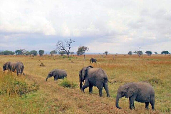 3 Days, 2 Nights in the Heart of Mikumi National Park