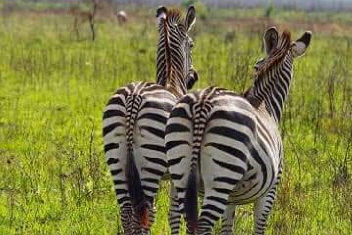 3 Days, 2 Nights in the Heart of Mikumi National Park