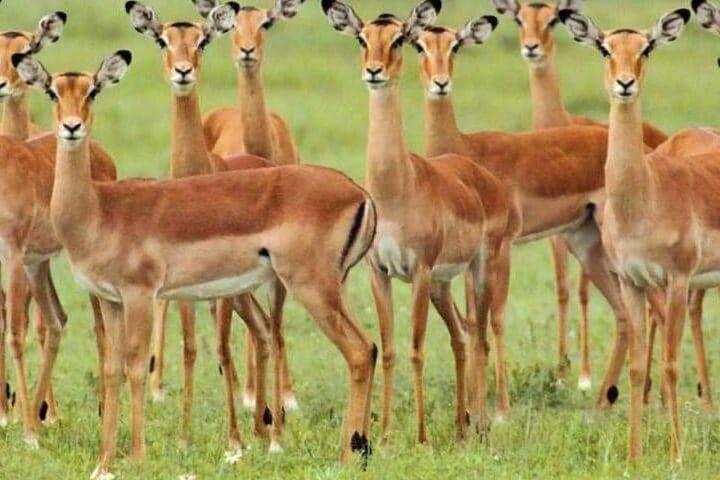 3 Days, 2 Nights in the Heart of Mikumi National Park