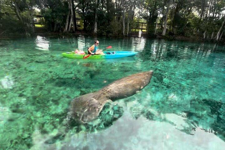 Crystal River: Single Person Kayak Rental Three Sisters Springs
