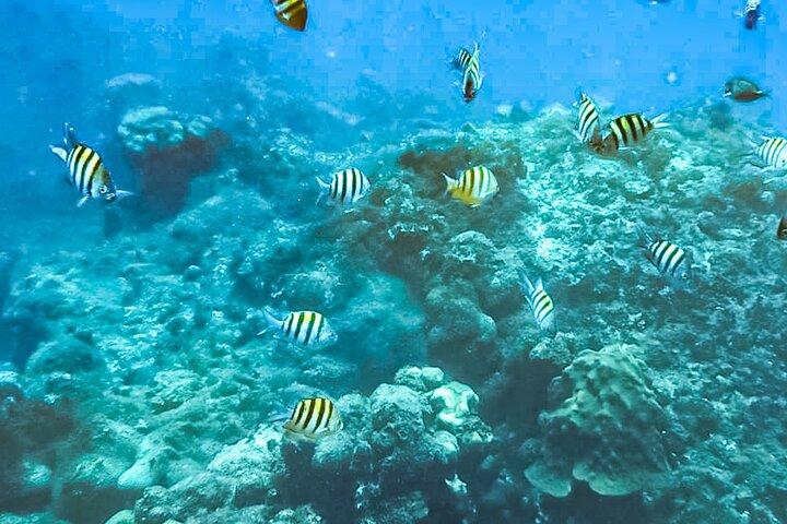 Family Fun-Snorkeling with Lunch Stop from Montego Bay