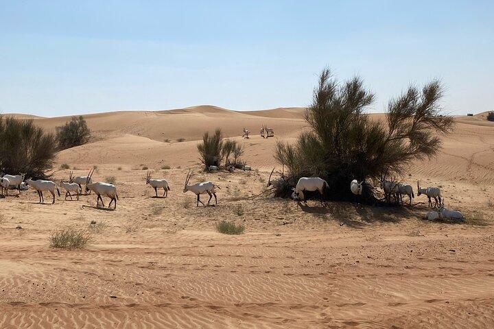 All-Inclusive Sherpa Camp in Dubai Desert Conservation Reserve