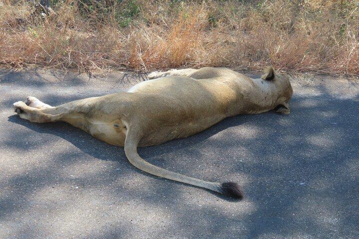 3 Day Kruger National Park Safari & Panorama Route