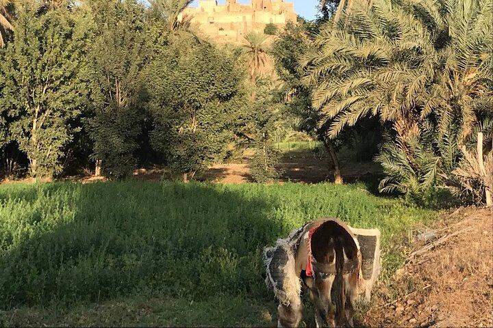 Tour to Taroudant Oasis Souks and Moroccan Culture