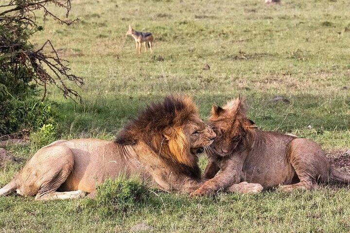 4-Day Serengeti Ngorongoro Camping