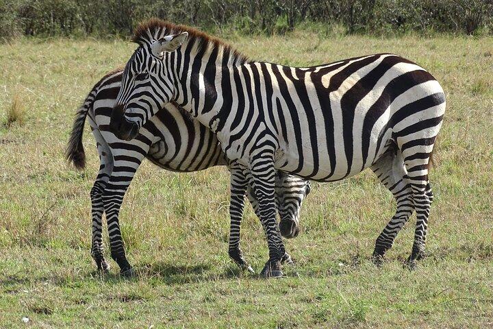 3 Days and 2 Nights Maasai Mara Safari Tour