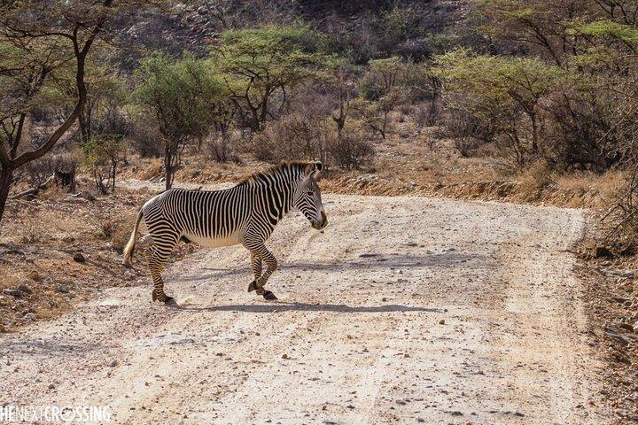 3 Days Safari to Samburu National Reserve from Nairobi