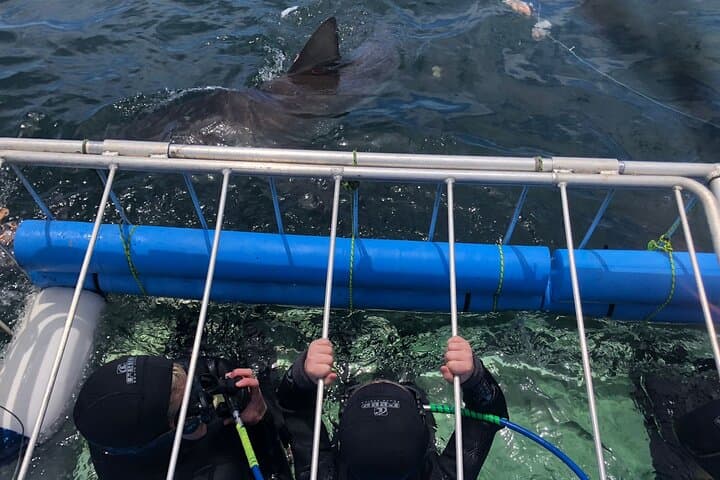 CapeTown: Shark Cage Diving Experience with Scuba