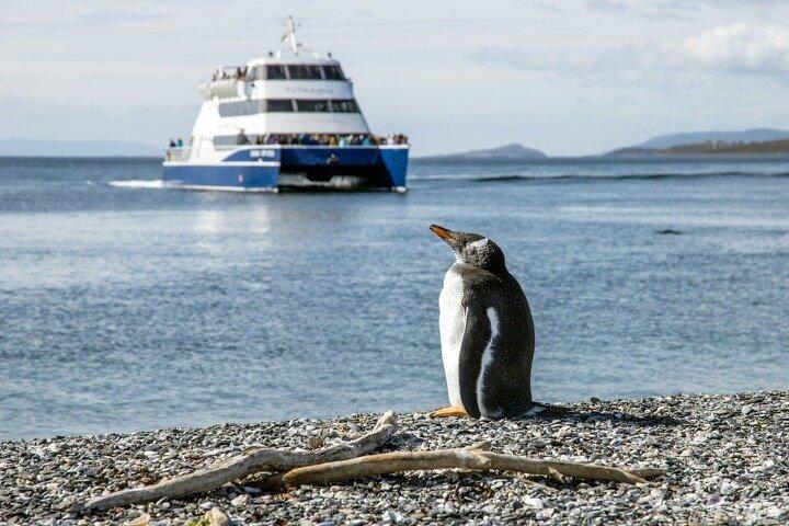 Discover penguins on Martillo Island in the Beagle Channel & more