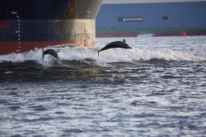 Charleston Harbor Sunset Cruise Scenic Views and Dolphin Spotting