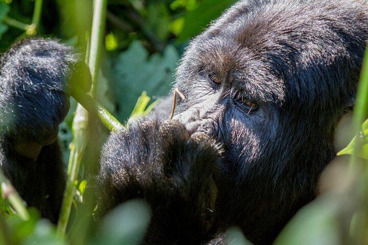 From Kigali: 1-Day Uganda Gorilla tracking experience