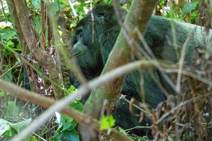 From Kigali: 1-Day Uganda Gorilla tracking experience